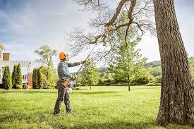 Lawn Renovation and Restoration in Lodi, WI