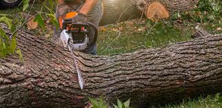 Best Leaf Removal  in Lodi, WI