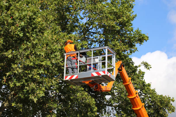 Best Weed Control  in Lodi, WI