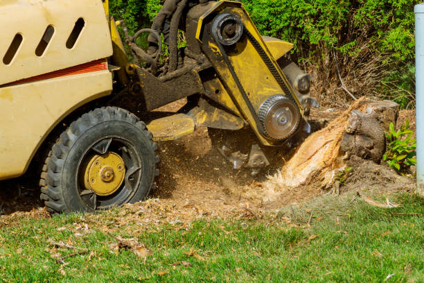 Grass Overseeding in Lodi, WI
