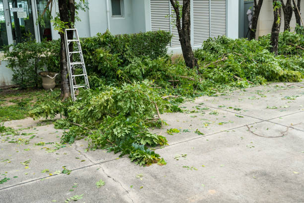 How Our Tree Care Process Works  in  Lodi, WI