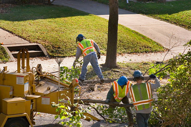 Best Tree Risk Assessment  in Lodi, WI