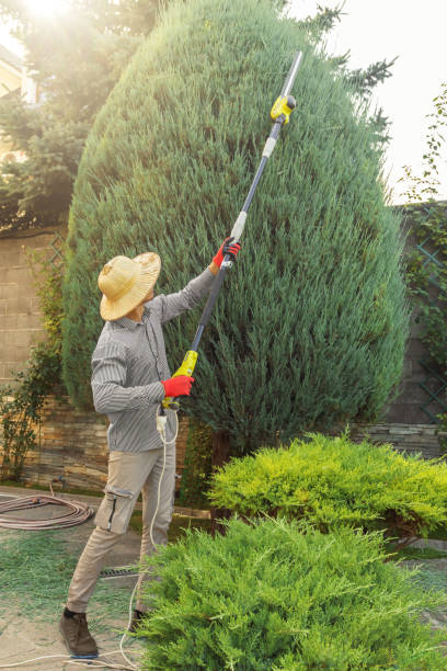 Best Firewood Processing and Delivery  in Lodi, WI
