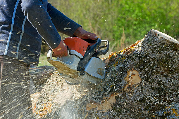 Best Lawn Irrigation Installation and Maintenance  in Lodi, WI