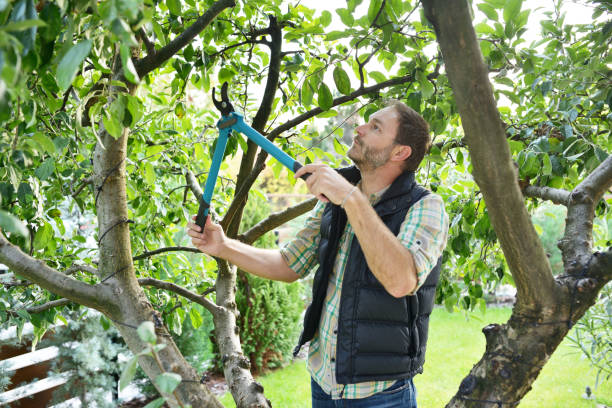 Professional Tree Services in Lodi, WI